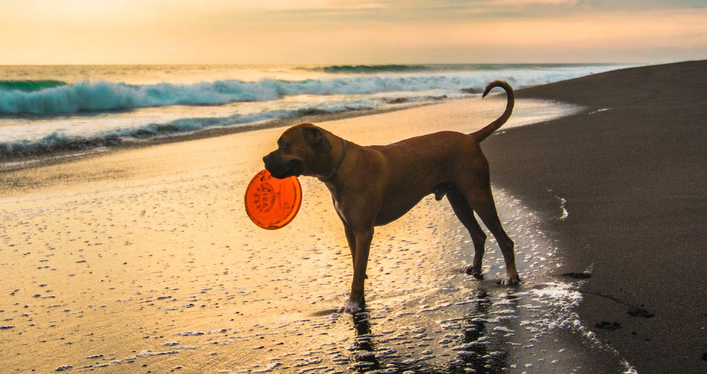 Best Dog Toys Not Made in China No to China 2024